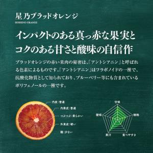 星乃ブラッドオレンジ【木成り完熟 /訳あり】 4kgの詳細画像1