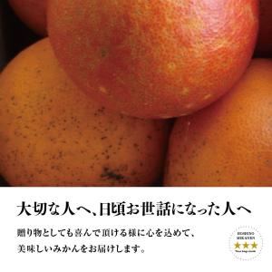 星乃ブラッドオレンジ【木成り完熟 /訳あり】 4kgの詳細画像5