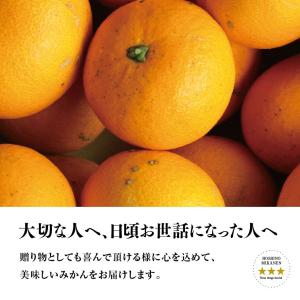星乃きよみ【木成り完熟みかん/訳あり】 5kgの詳細画像5