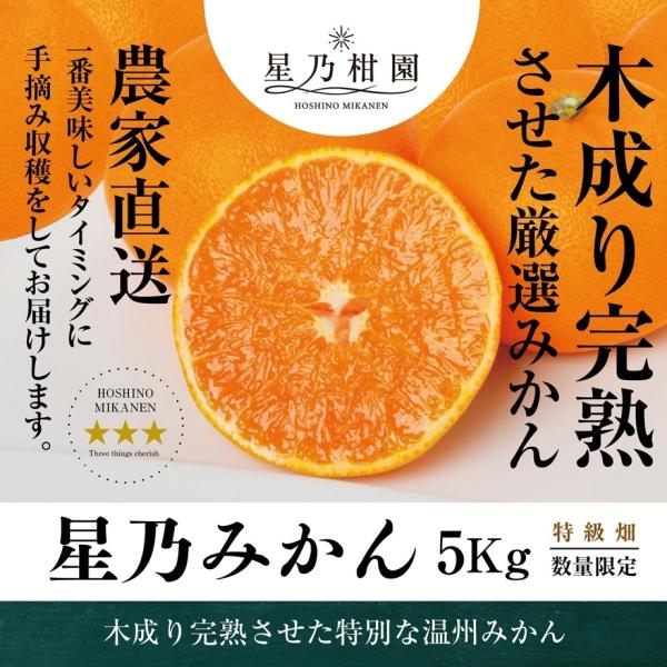 【早割10%SALE】星乃みかん【木成り完熟/温州みかん】 5kg