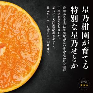 星乃せとか【木成り完熟みかん/サイズ混合】 5kgの詳細画像4