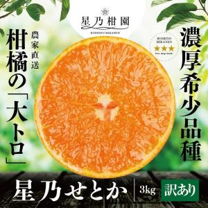 みかんです。 早割10%SALE】星乃せとか【木成り完熟みかん/サイズ混合/訳あり