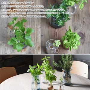AQUA CULTURE VASE L 花瓶 ...の詳細画像2