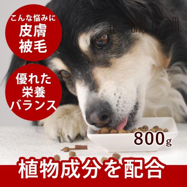 爆買 FORZA10 食事療法食 デルモ 皮膚・被毛 アクティブ 800g フォルツァディエチ ドッ...