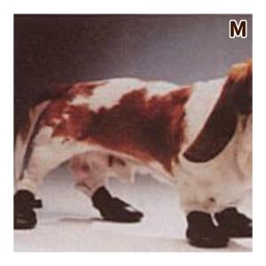犬の靴 ウォーカブーツMサイズ