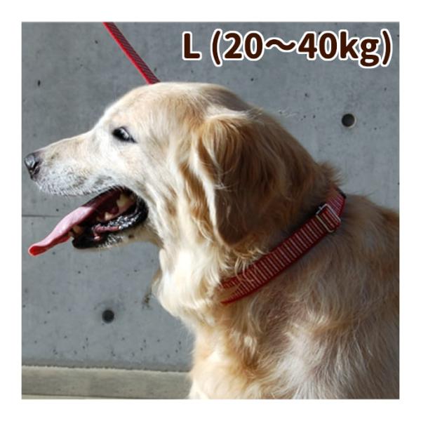 犬用 ハーフチョーク ASHU ステップ ハーフチョーク Lサイズ レッド 大型犬用 犬 首輪