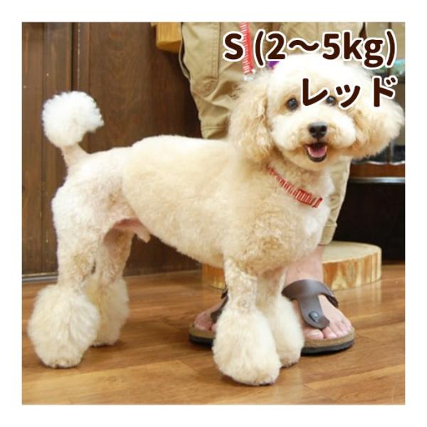 犬用 ハーフチョーク ASHU ステップ ハーフチョーク Sサイズ・レッド