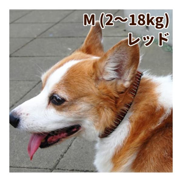 犬用 首輪 チョークカラー ASHU ステップ STEP Mサイズ レッド