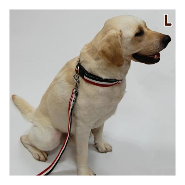 犬 首輪 お散歩 ASHU トリコロールカラー サイズL