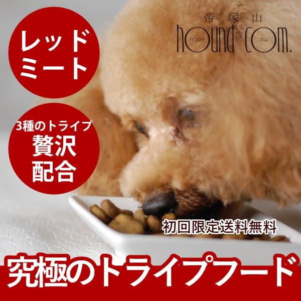 ドッグフード 犬 ドライフード 総合栄養食 乳酸菌 消化 穀物フリー 高齢犬 シニア 穀物不使用 ト...