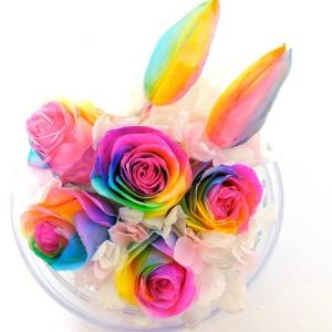 レインボーチューリップの商品一覧 通販 Yahoo ショッピング