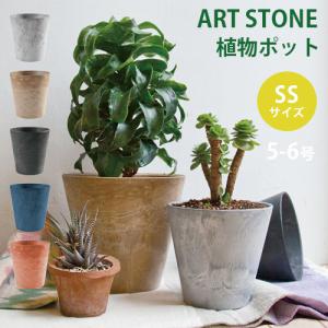 チランジア アッパークラス チランジア アエラントス ニグラ 約12〜13cm エアプランツ エアー