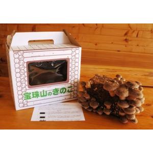 家庭用しいたけ栽培キット 2箱おまとめ買いセット