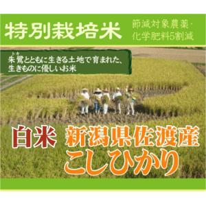 数量限定 精白米 5kg×2 新潟県 佐渡 コ...の詳細画像1