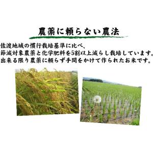 [7年産売尽くしセール] 精白米 5kg 新潟...の詳細画像4