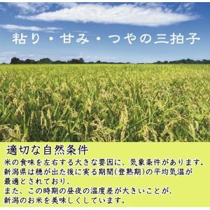 数量限定 無洗米 2kg×2袋 新之助 新潟県...の詳細画像3