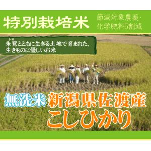 [7年産売尽くしセール] 数量限定 無洗米 5...の詳細画像1