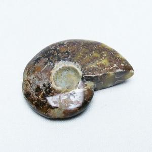 アンモナイト(化石)小さいサイズ 台座付き : エスピーストーン - 通販