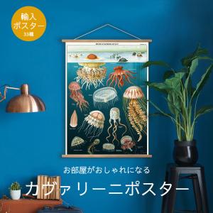 ポスター 海外ビンテージデザイン おしゃれ レトロ インテリア 植物 動物 鉱物 地図 トラベルガイド 猫 犬 科学 生物 乗り物 33種 カバリーニ 銀座吉田 送料無料