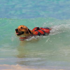 ハンター 犬用 ライフジャケット モス L(6...の詳細画像4