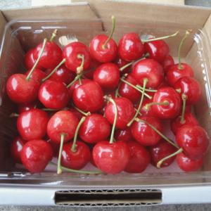 さくらんぼ 佐藤錦 バラ詰め 500g 特秀品...の詳細画像1