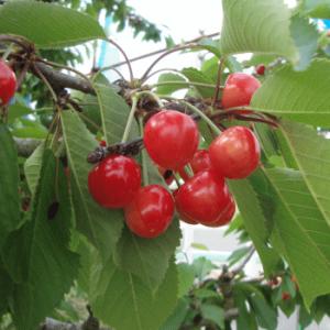 さくらんぼ 佐藤錦 バラ詰め 500g 特秀品...の詳細画像2