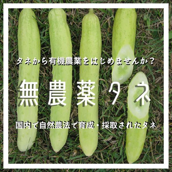 白黄ウリ 10粒 きゅうり キュウリ 種 タネ 自然のタネ 無農薬 無化学肥料 野菜の種 野菜のタネ...