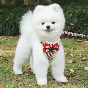犬ハーネスリード おしゃれな犬服付きセット 犬...の詳細画像3