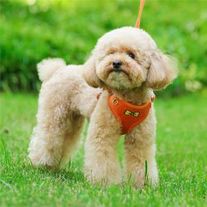 犬 ハーネスリードセット おしゃれな 中型犬小...の詳細画像4