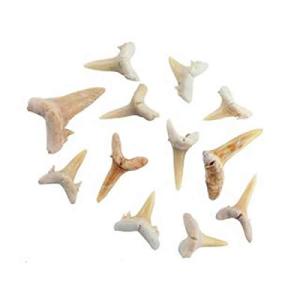 実習用 化石標本 サメの歯｜hyper-market