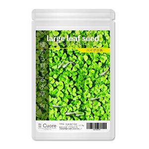 水草の種 large leaf seed〈ラージリーフシード〉5g アクアリウム 水草絨毯 熱帯魚｜hyper-market