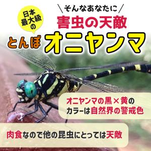 2個セット オニヤンマ 虫除け 効果 12cm...の詳細画像3