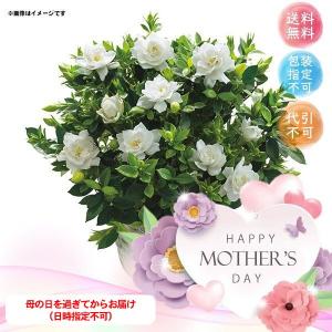 母の日 メーカー直送 ガーデニア鉢植え クチナシ お花 フラワー ギフト プレゼント お取り寄せ