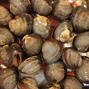 同梱にオススメ品　活赤貝 殻付き １個(約100−200g) アカガイ　同梱におすすめ