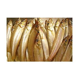 旬の魚 きす 鱚 ５００g 築地 B 市場81 通販 Yahoo ショッピング