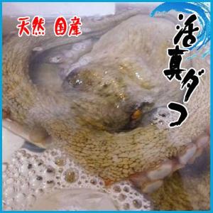 業務用 活真ダコ 天然 国産 1尾1-1.5kg たこ 蛸 タコ 旨い！