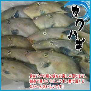 カワハギ 刺身の商品一覧 通販 Yahoo ショッピング