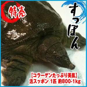 すっぽん 活スッポン 1匹 約800-1kg 【コラーゲンたっぷり美肌】★築地