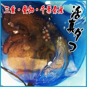 活天然真ダコ 1尾1.5kg前後 三重・愛知・千葉県産 たこ