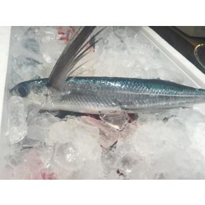 冷凍トビウオ 魚 鮮魚 の商品一覧 魚介類 海産物 食品 通販 Yahoo ショッピング