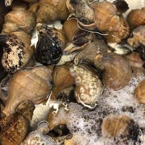 国産 活磯ツブ貝 殻付き 約1kg つぶ貝 粒貝 Tubugai1 市場81 通販 Yahoo ショッピング