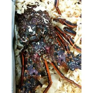 【高級素材】伊勢海老 1匹　　約800g〜１kg 伊勢エビ えび