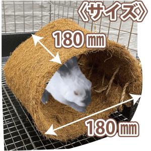 【数量限定在庫限り】情熱ほりほり ココナッツト...の詳細画像1
