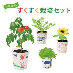 すくすく栽培セットBOX ギフト 日本製 野菜 キット 土セット 家庭菜園 ガーデニング 子供 キッズ 食育 自由研究 (SEI)