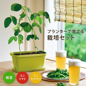 栽培キット ギフト プレゼント 栽培セット 枝豆 日本製 野菜 花 キット 土セット 父の日 家庭菜園 ポット 子供 キッズ 食育 夏 自由研究｜i-s