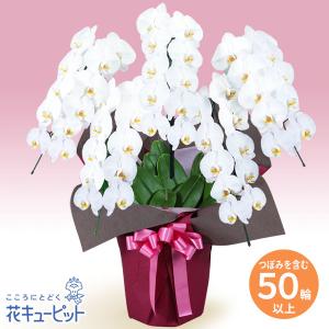 【花鉢（胡蝶蘭・洋蘭）】花キューピット 開店 開業 お祝い 記念日 竣工 講演会 授賞式 胡蝶蘭　5本立（つぼみを含む50輪以上）ピンク系ラッピング