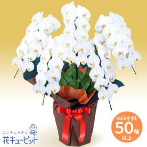 【花鉢（胡蝶蘭・洋蘭）】花キューピット 開店 開業 お祝い 記念日 竣工 講演会 授賞式 胡蝶蘭　5本立（つぼみを含む50輪以上）オレンジ系ラッピング