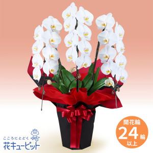 花鉢（胡蝶蘭・洋蘭） お祝い 記念日 開店 開業 オープン 花キューピットの胡蝶蘭　3本立（開花輪白24以上）赤系ラッピング｜i879