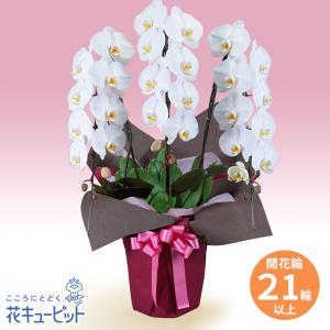 花鉢（胡蝶蘭・洋蘭） お祝い 記念日 開店 開業 オープン 花キューピットの胡蝶蘭　3本立（開花輪白21以上）ピンク系ラッピング｜i879