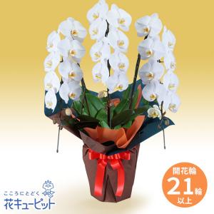 花鉢（胡蝶蘭・洋蘭） お祝い 記念日 開店 開業 オープン 花キューピットの胡蝶蘭　3本立（開花輪白21以上）オレンジ系ラッピング｜i879